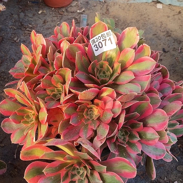 3071 一颗女妖法师