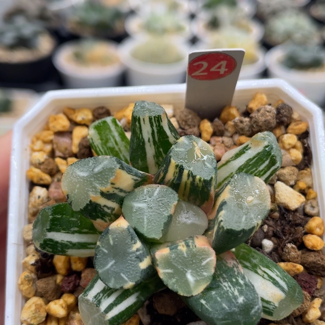 24 om万象锦1111111111