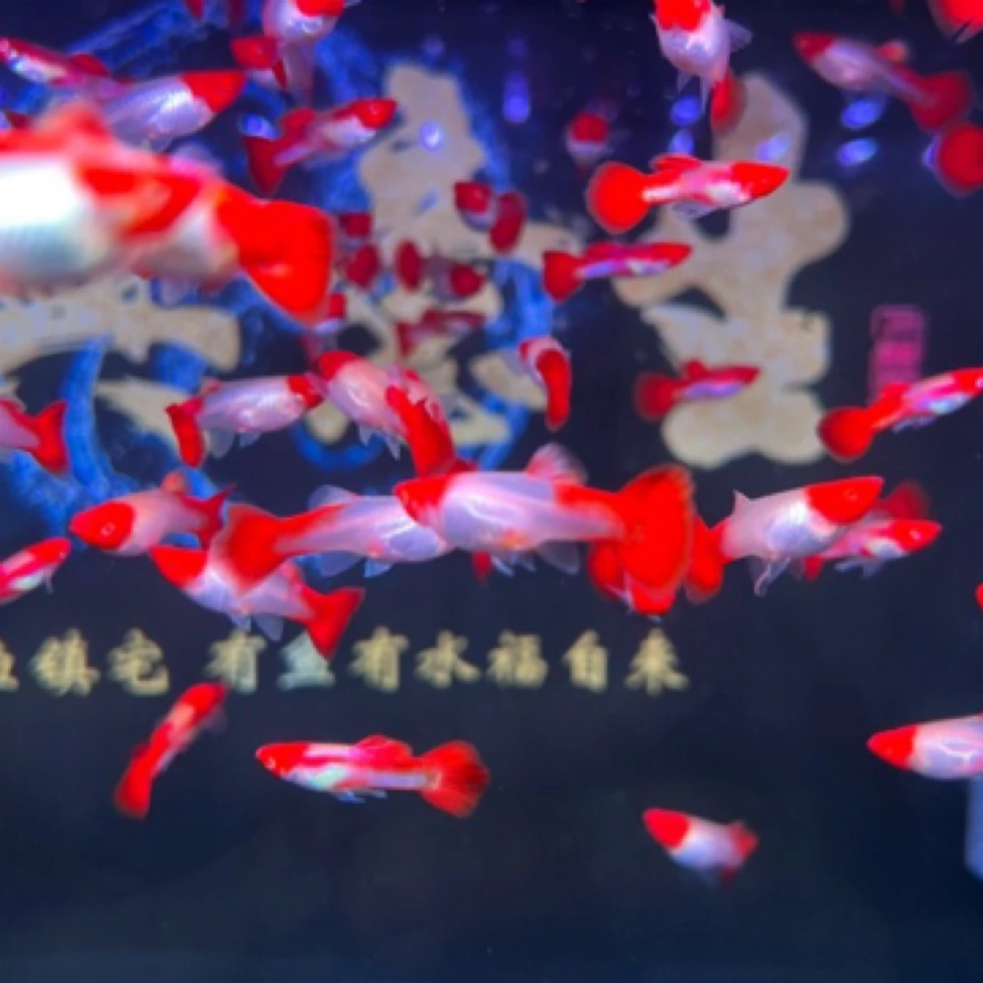 精品鸿运当头孔雀鱼小型热带鱼淡水鱼