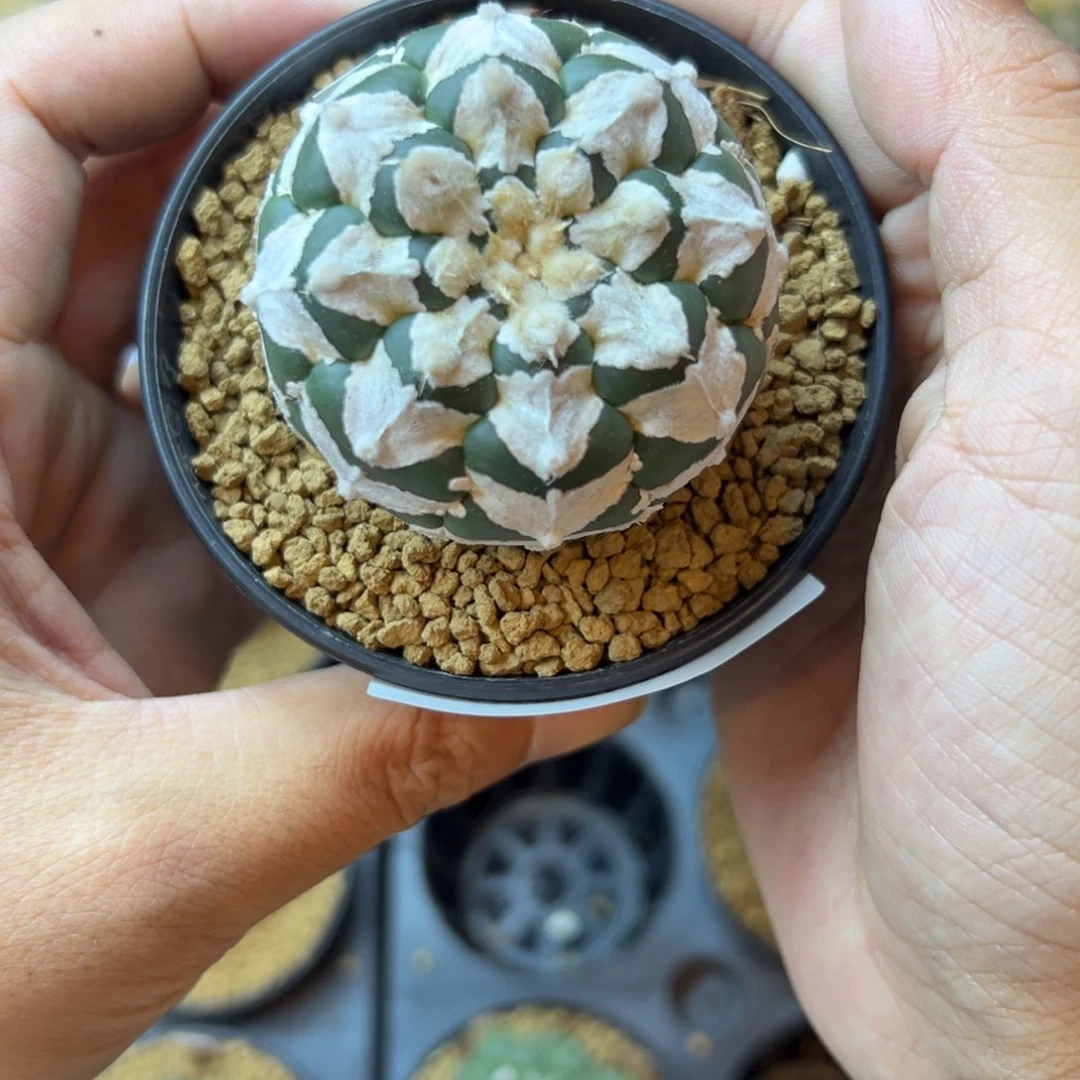 狂***牛D090号兜仙人球多肉植物