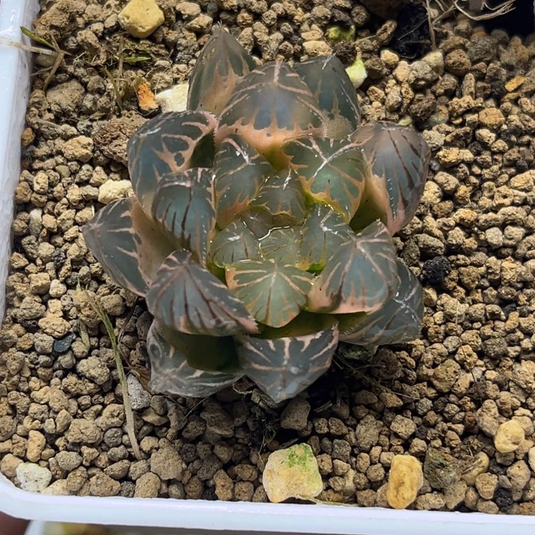 84糊斑龙爪玉露锦福利专场