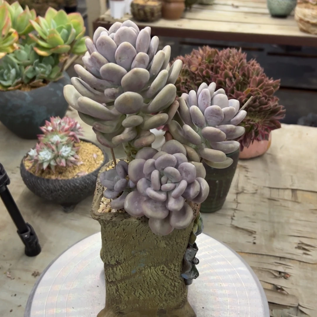 月美人28 零零多肉植物