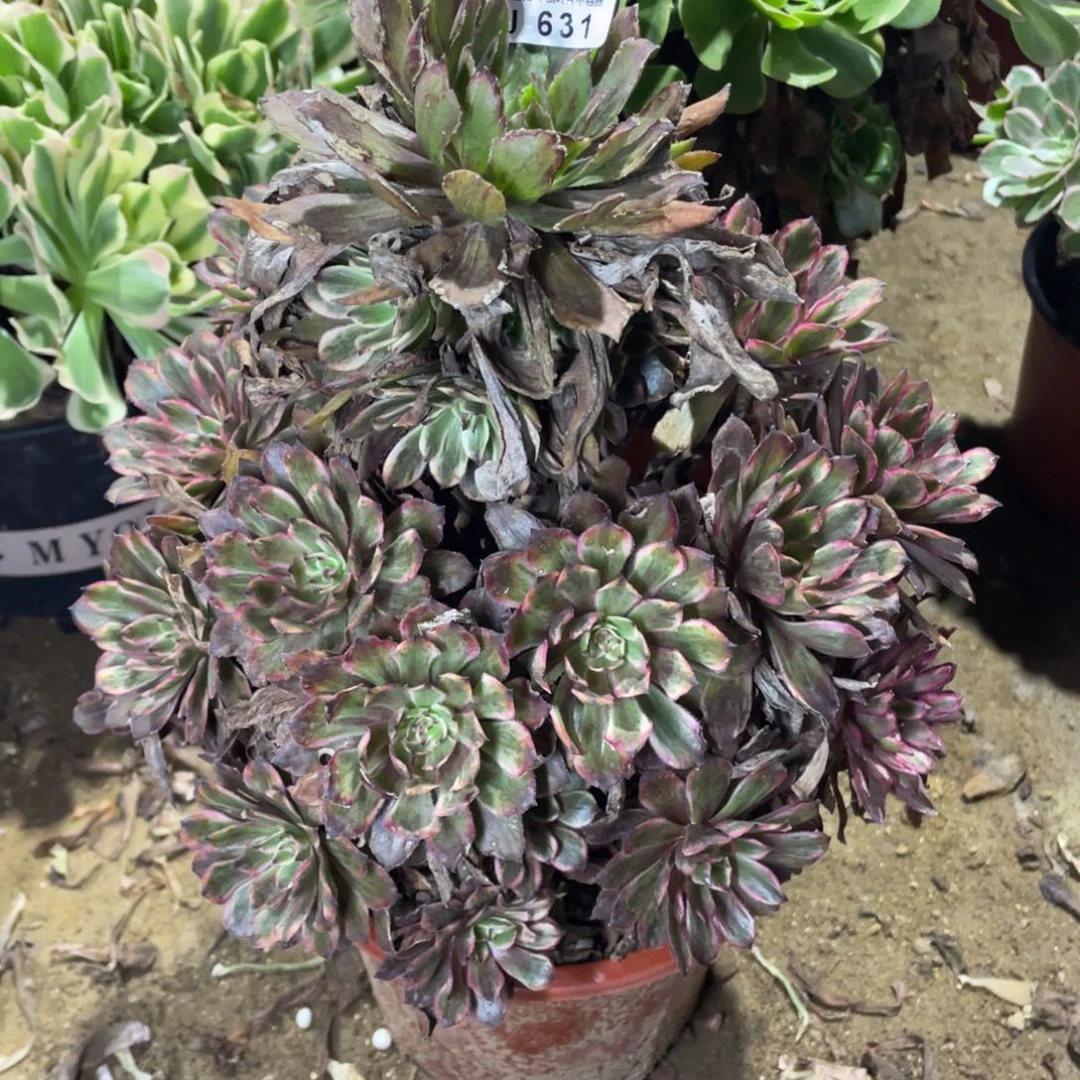 631紫霞多肉法师断枝不包