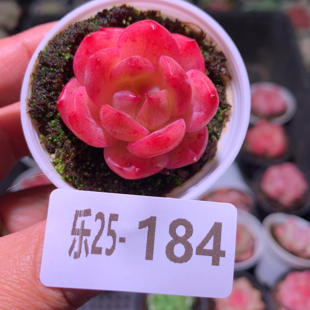 乐然25-184 新品