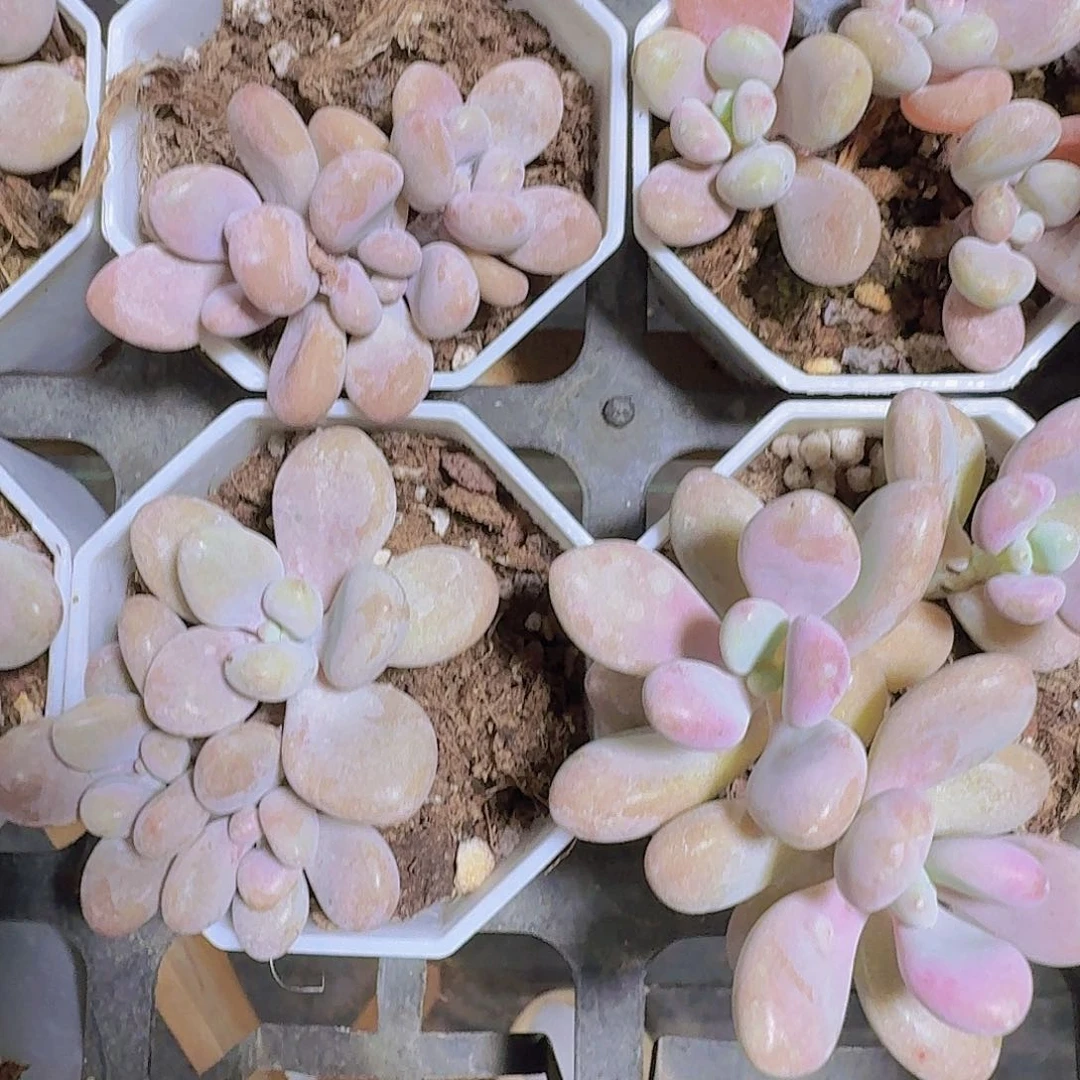 糖果桃蛋多肉植物