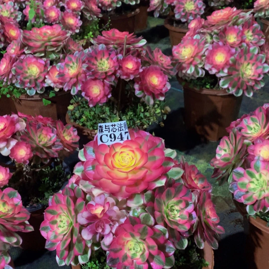 【闪购商品】947倾城