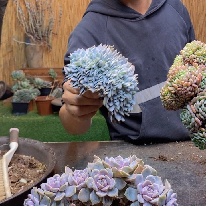 被***人15号白茶多肉植物