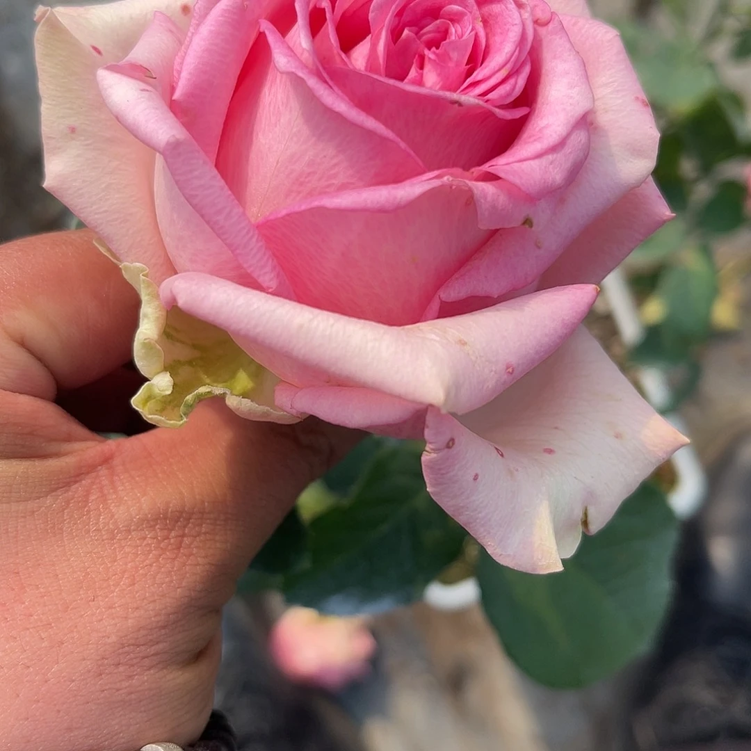 无花朵——-粉雅 福利款