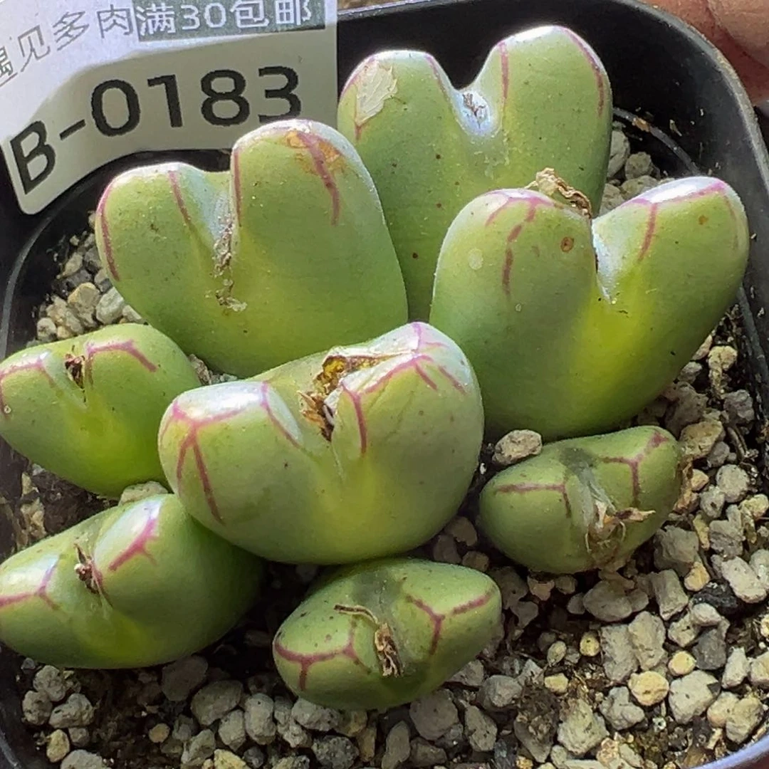 多肉植物11111111111111