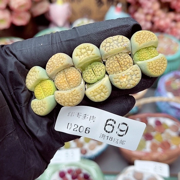 生石花满18包邮6-69