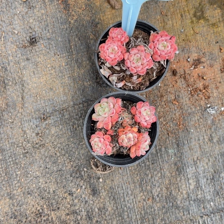 几***里云尘多肉一物一拍699