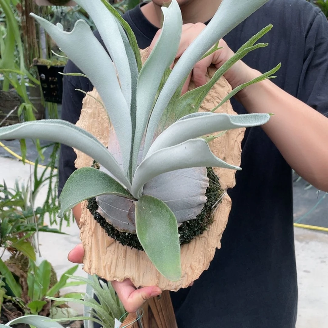 【闪购商品】不开花植物AR带4芽头安心专拍