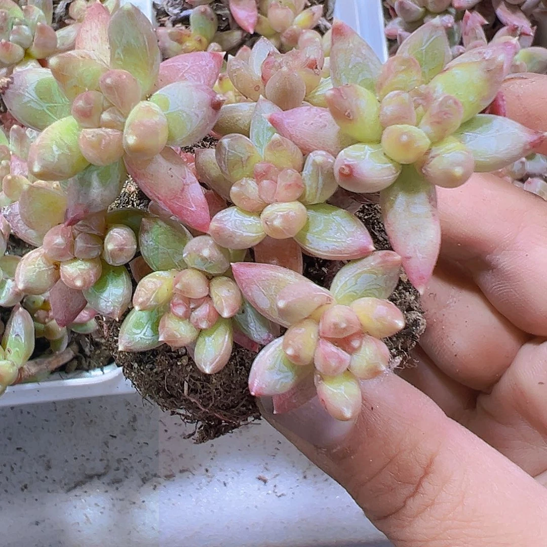 炫彩星老桩19包邮