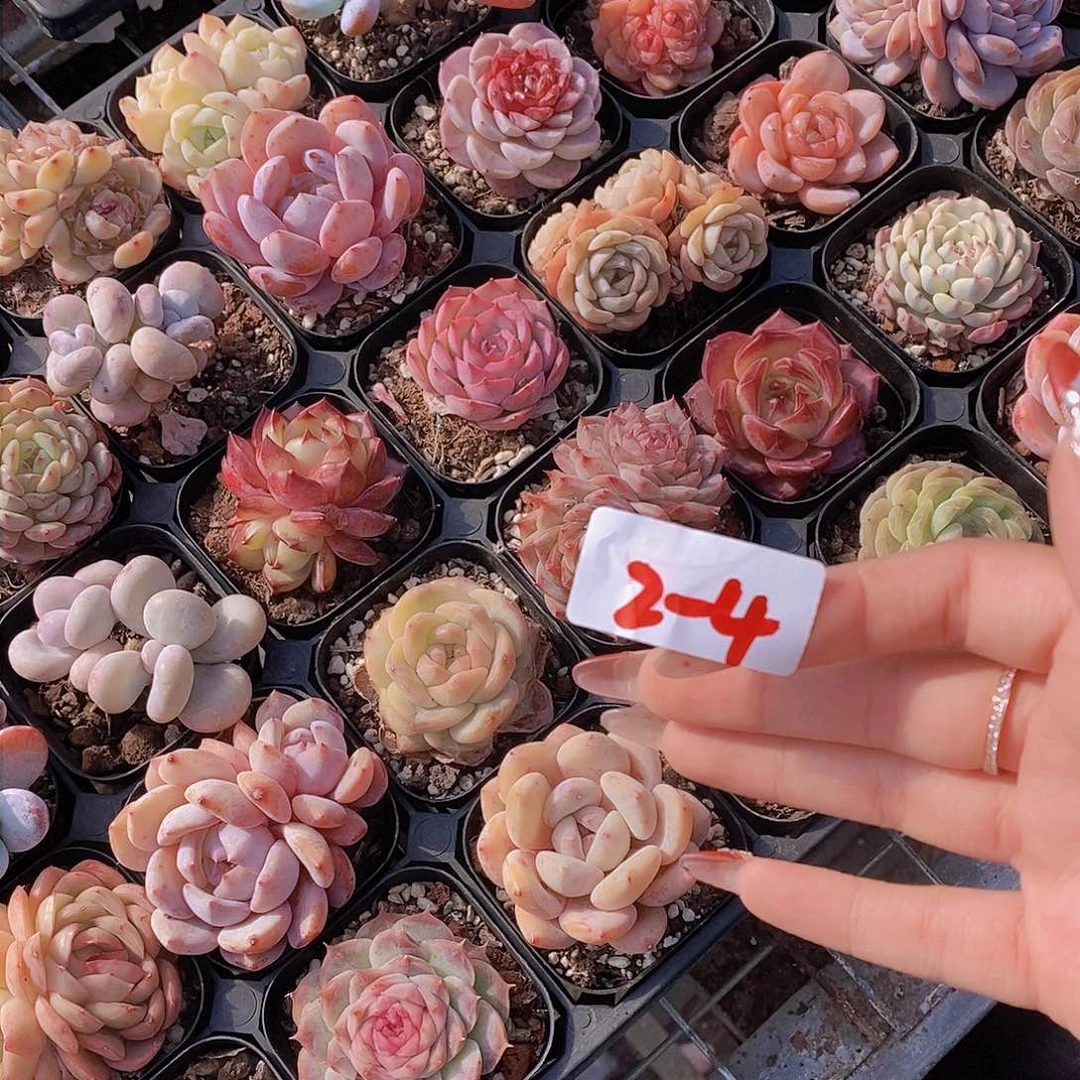 2-4-福利组合四颗 随机发