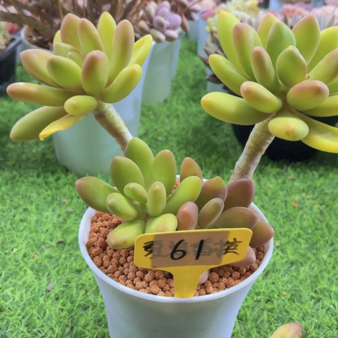 苦**王我的小可爱们都好可爱