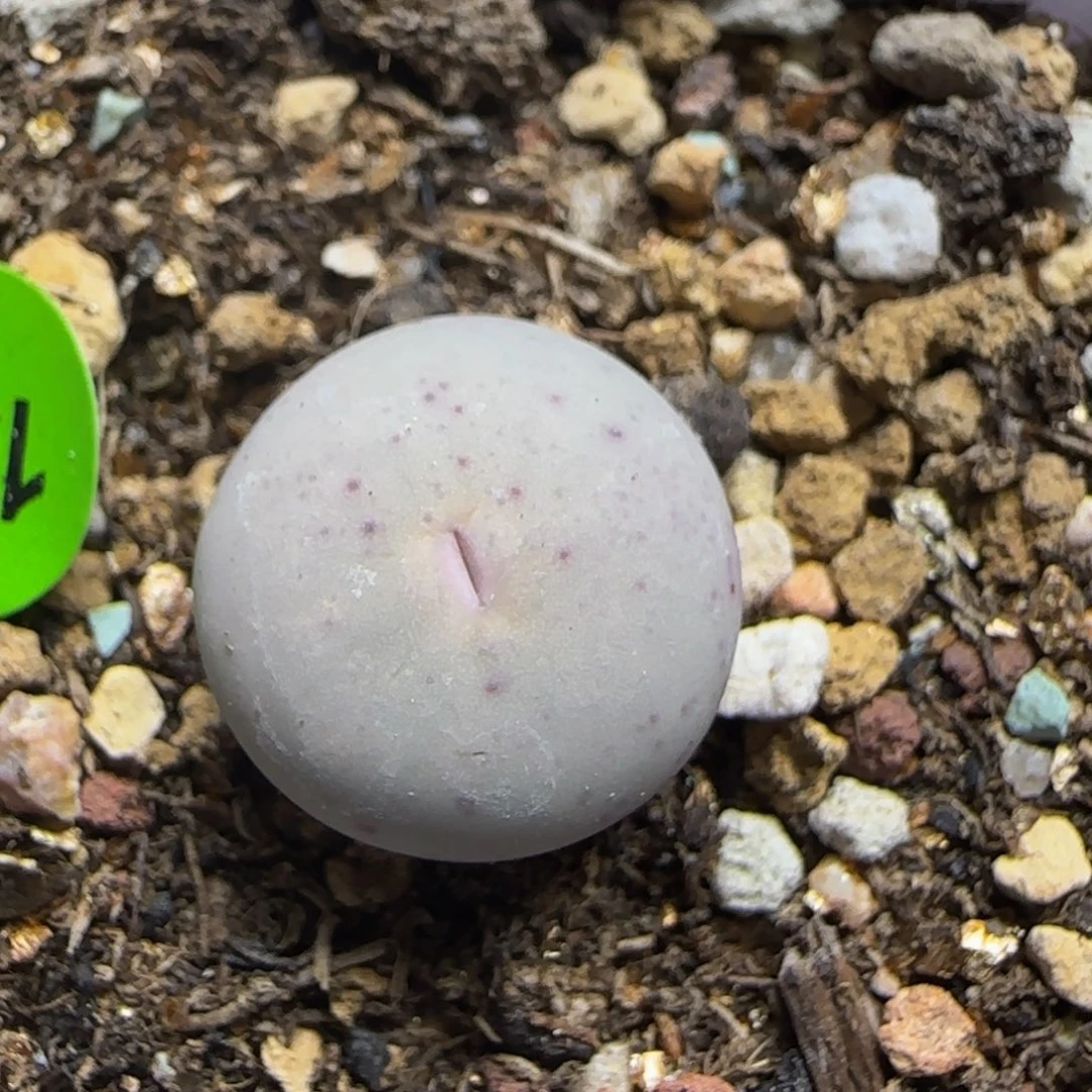 sh433v嘴1.3+多肉128