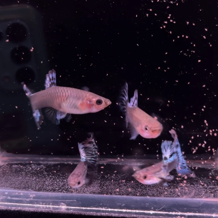 孔雀鱼半月尾豹纹2对