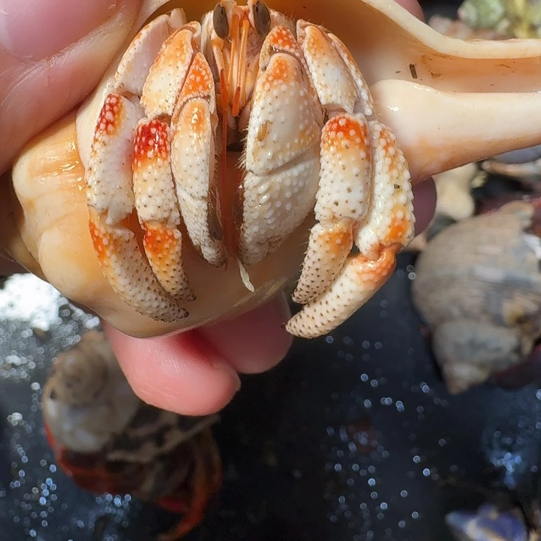 海水2.4小毛球啦