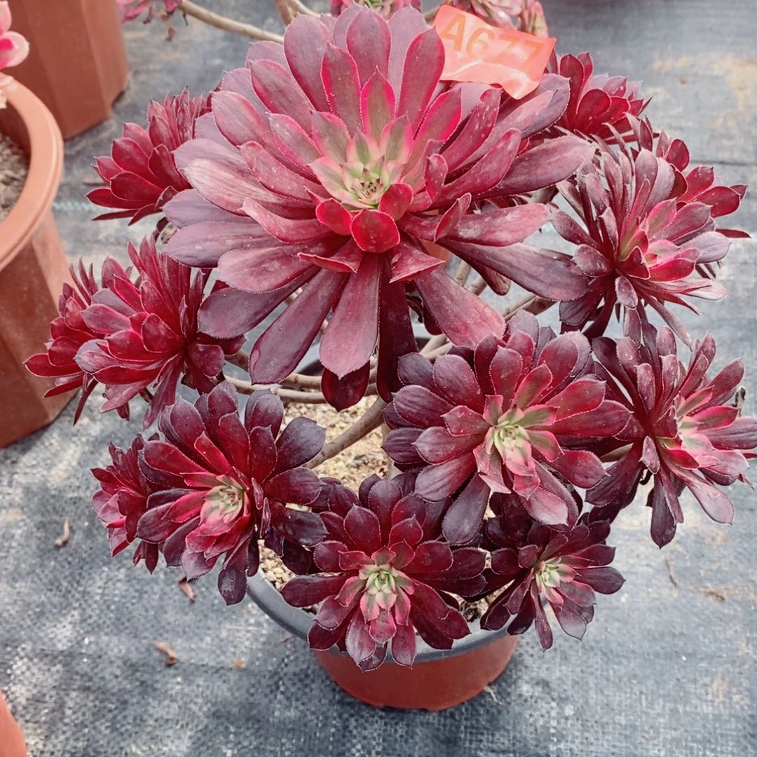 黑天鹅677多肉11111