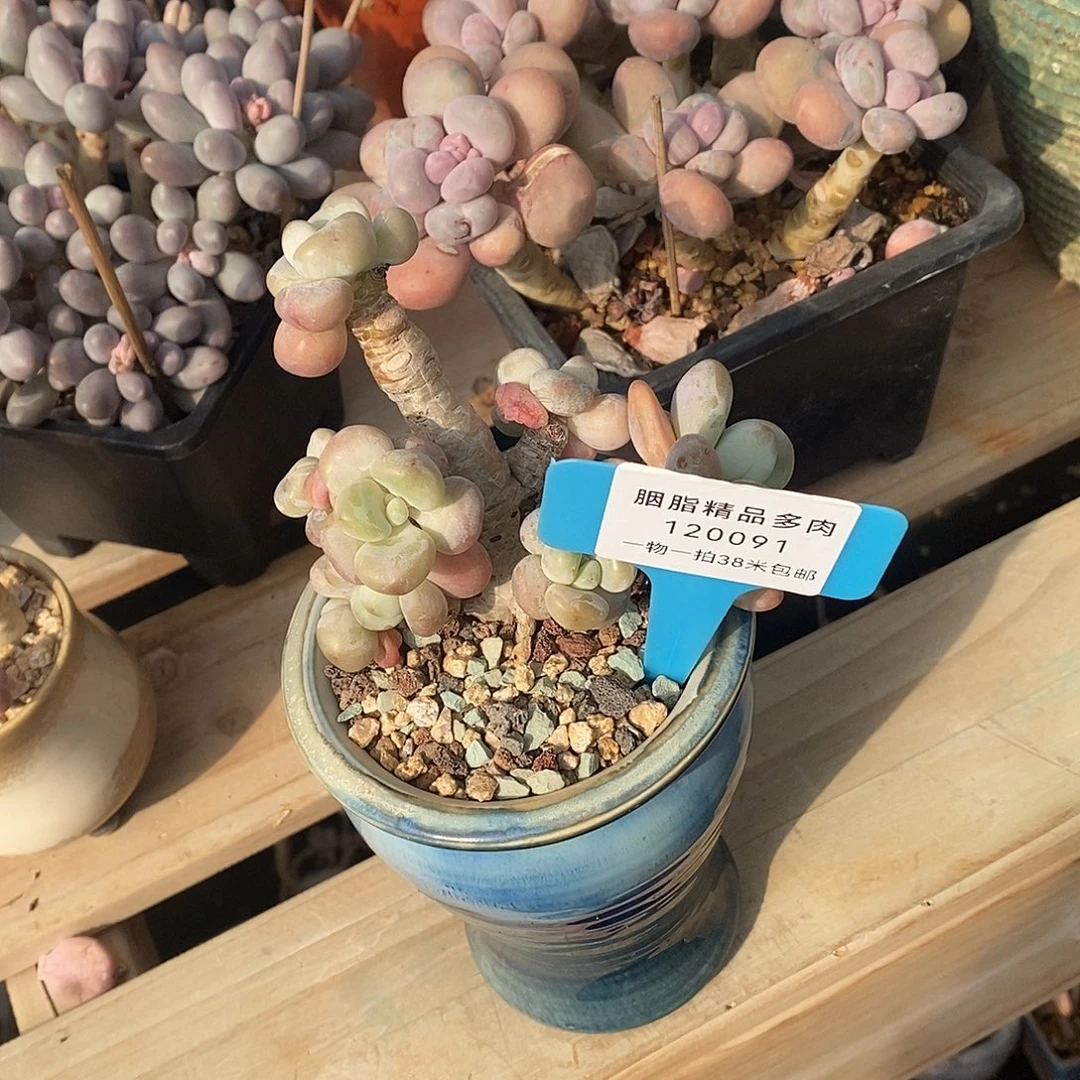 童老师了姐姐客服我哦哦