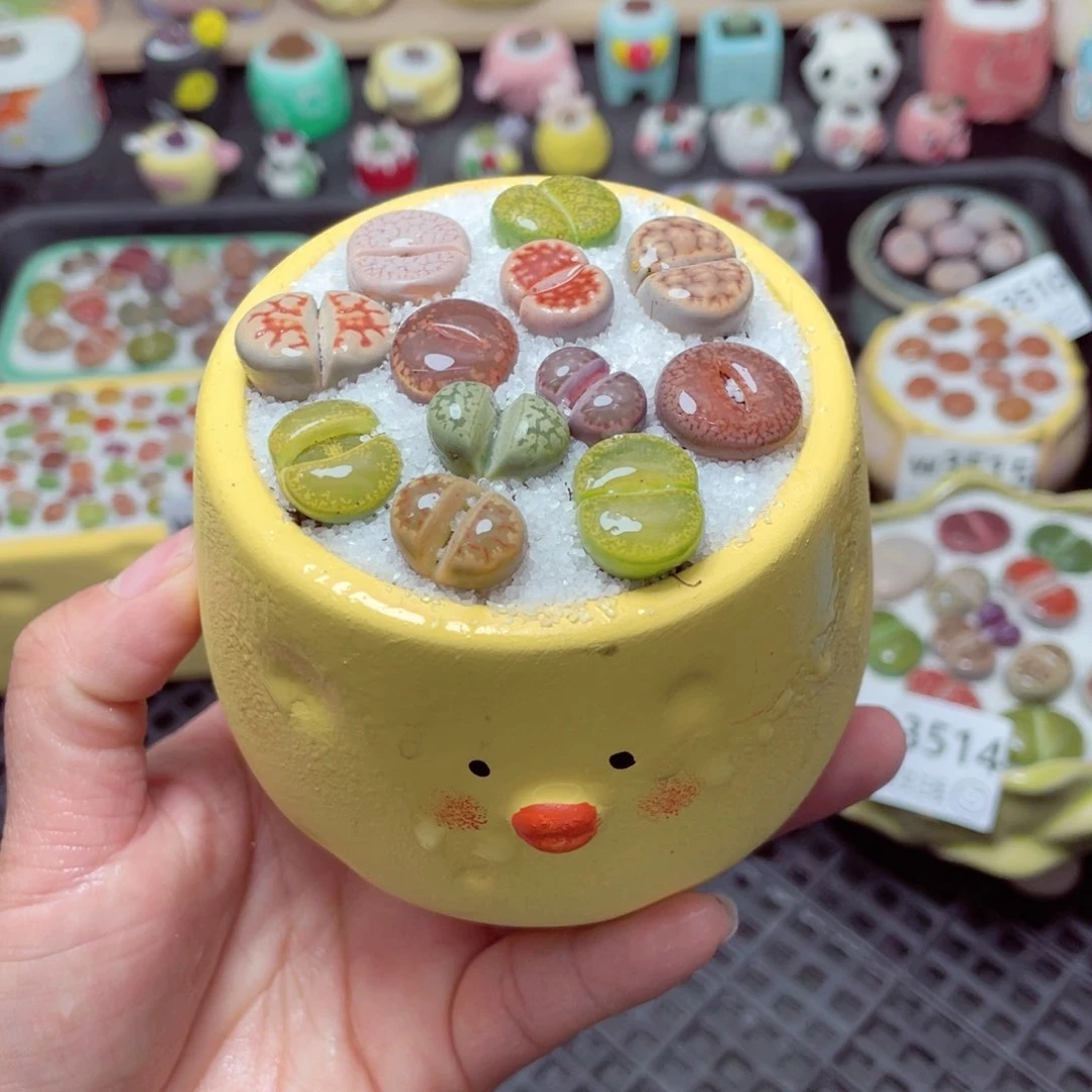 w3520 带盆土发货-零下地区拍保温箱