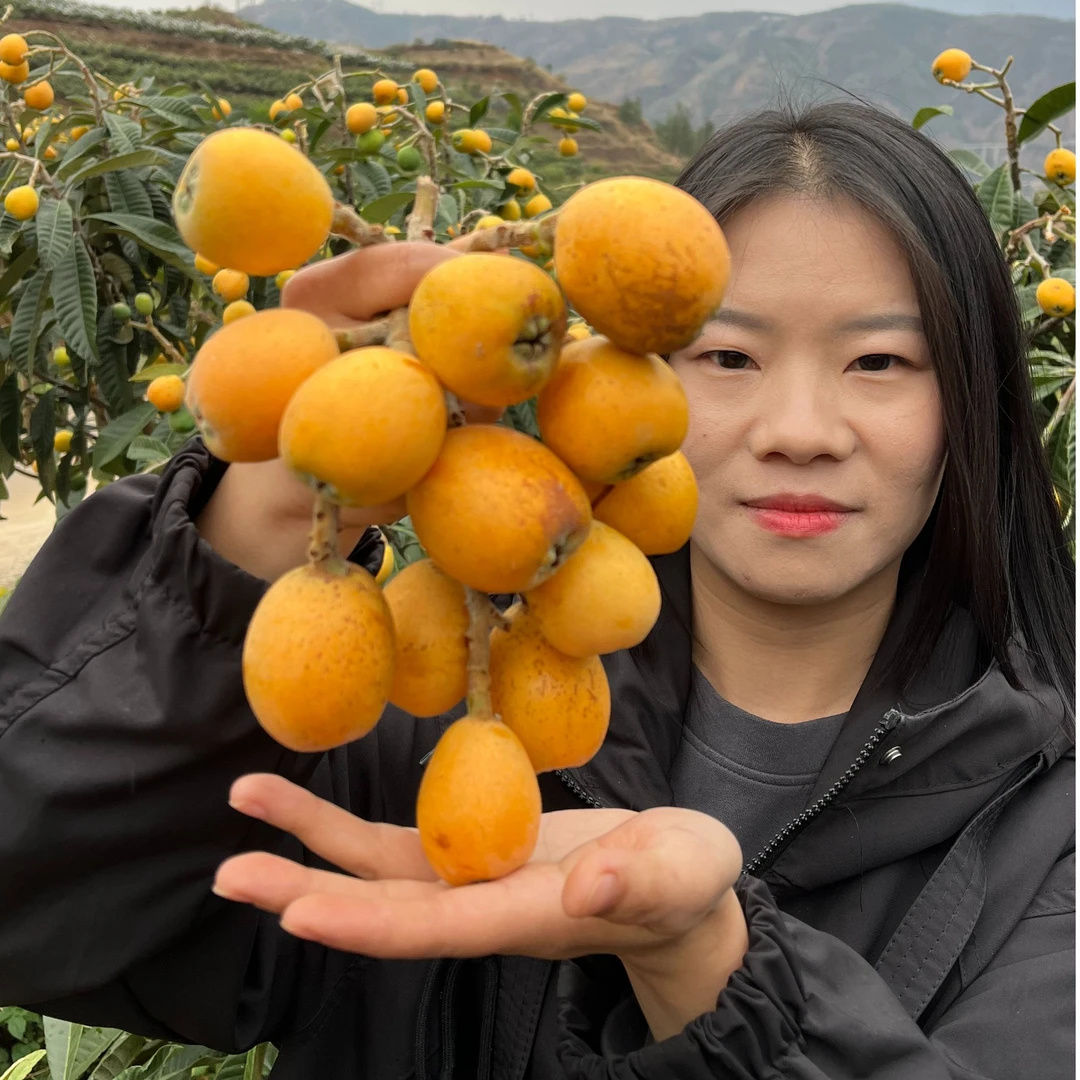 [高山枇杷]云南高山大五星5斤枇杷鲜果当季新鲜现摘现顺丰包邮3斤