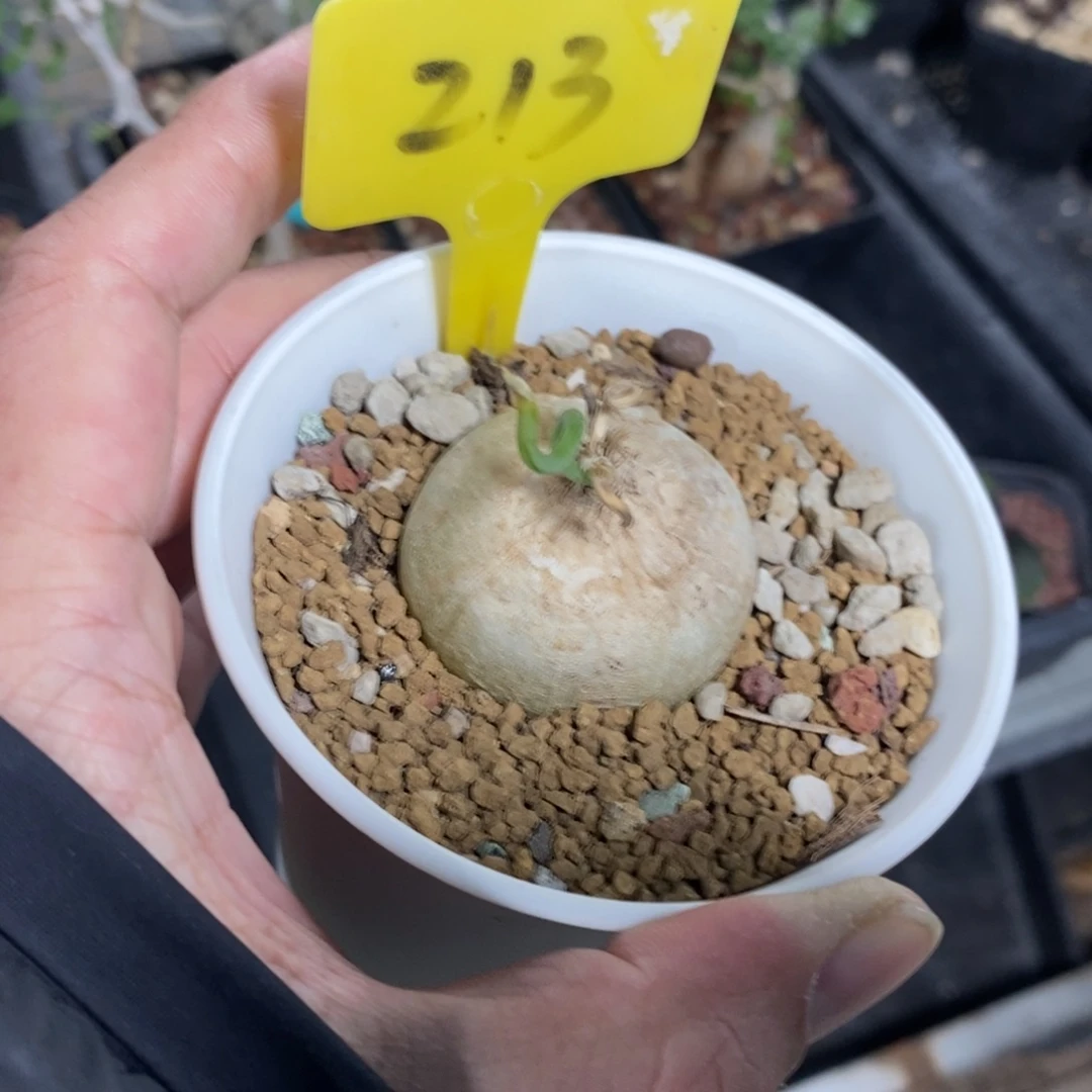 鹿角苍角壂多肉植物