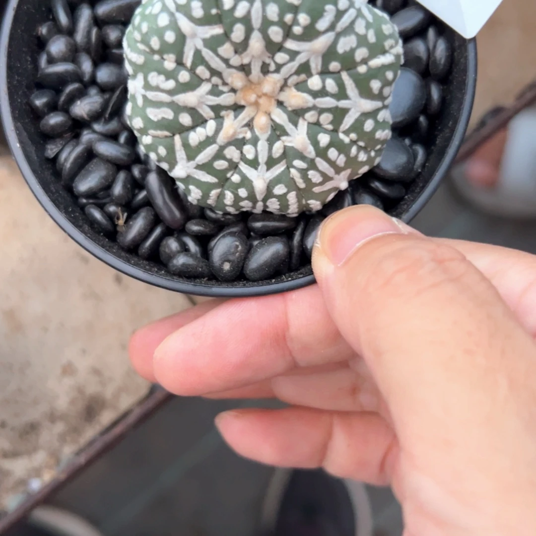 影***一306号兜仙人球多肉植物