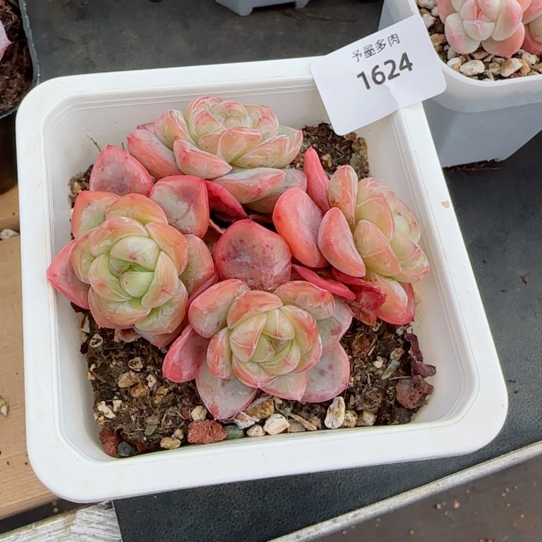 星星珍惜优选，1624多肉植物
