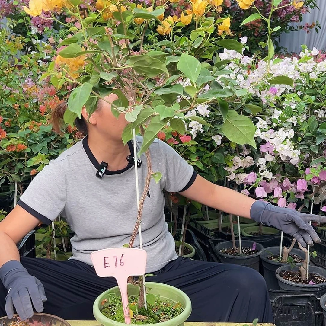 依***q当前无花栽培后可以开花E76金色光辉