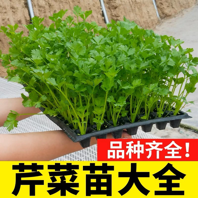 芹菜苗大全小香芹秧苗白芹秧苗皇后西芹苗寿光苗厂直发