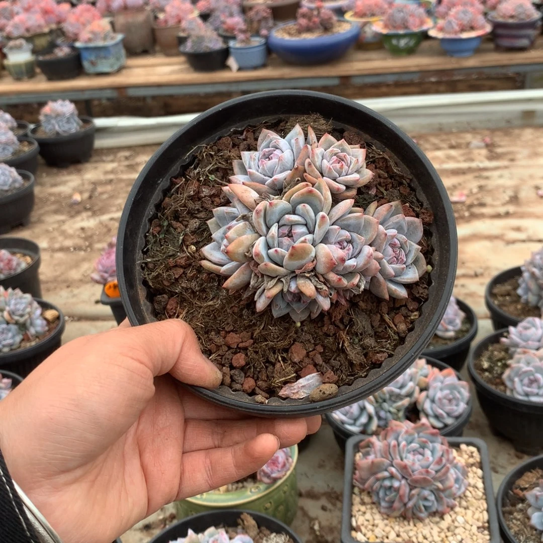 无花朵无砍超多头哈哈哈哈哈哈哈