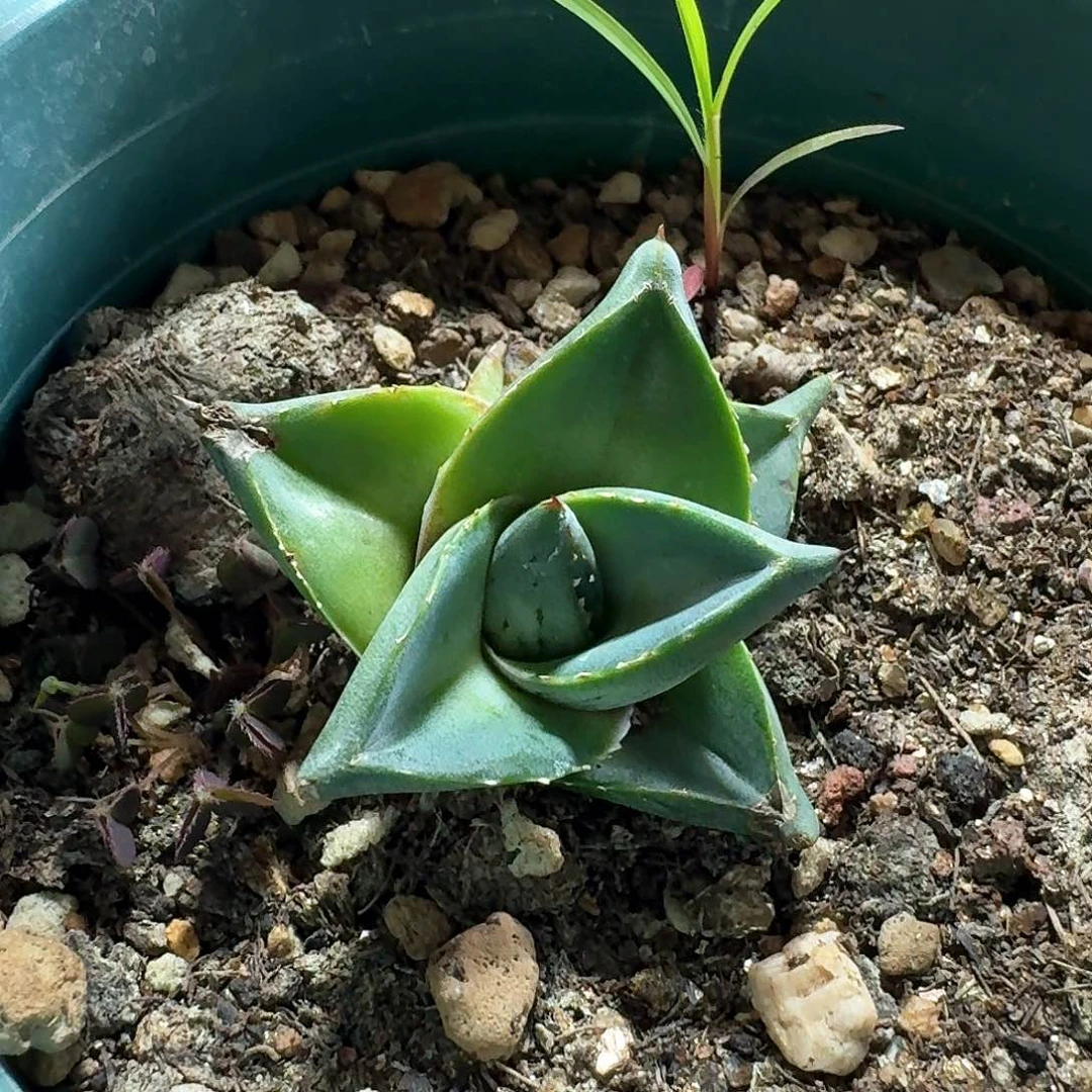 叶*435普米拉龙舌兰脱土发货