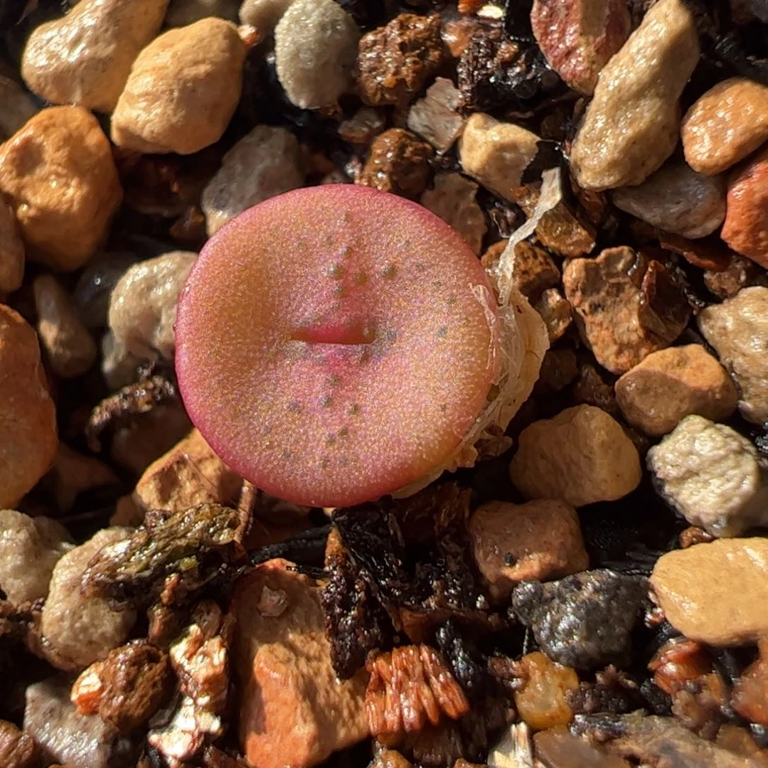 713多肉植物组合