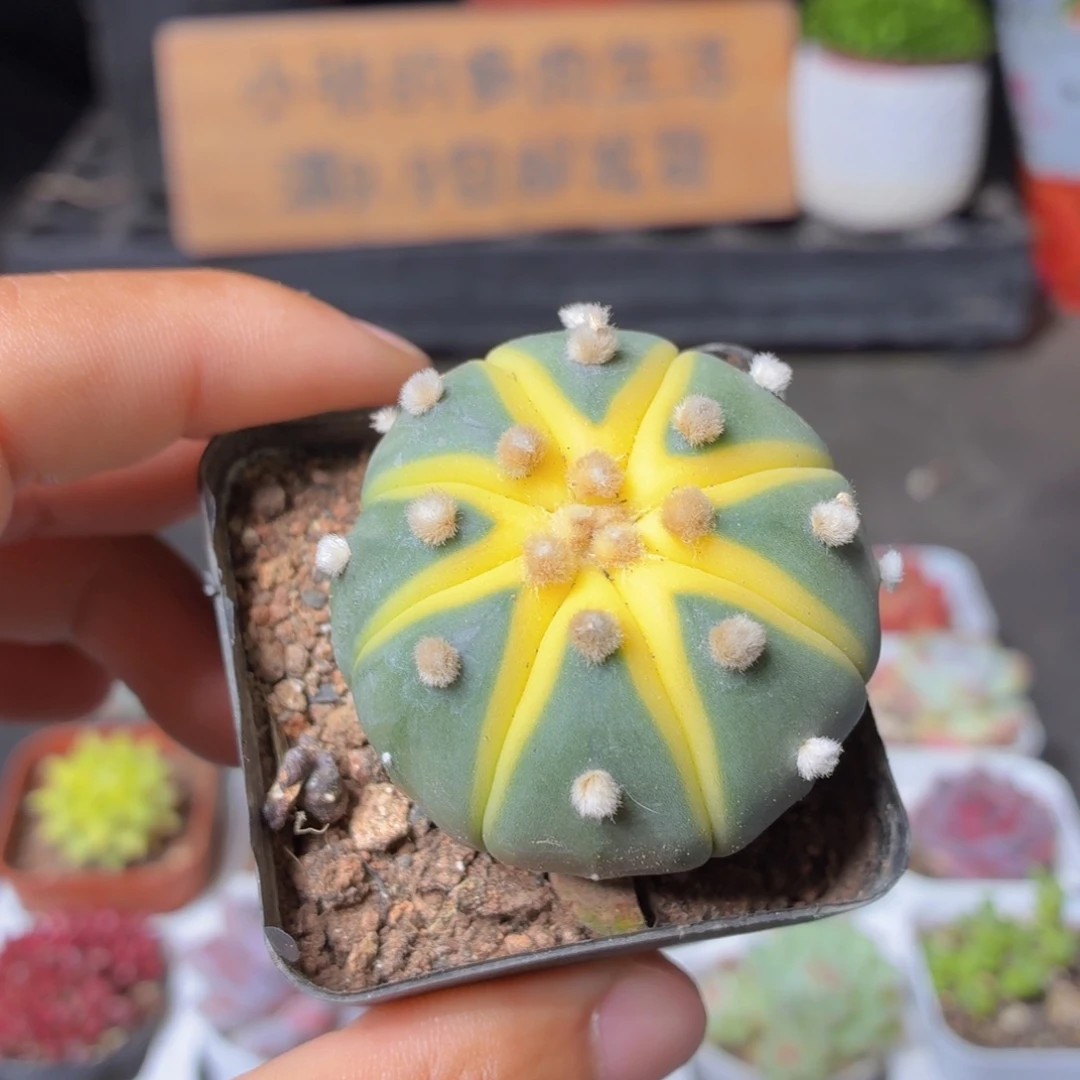 星兜锦多肉9.9包邮发货