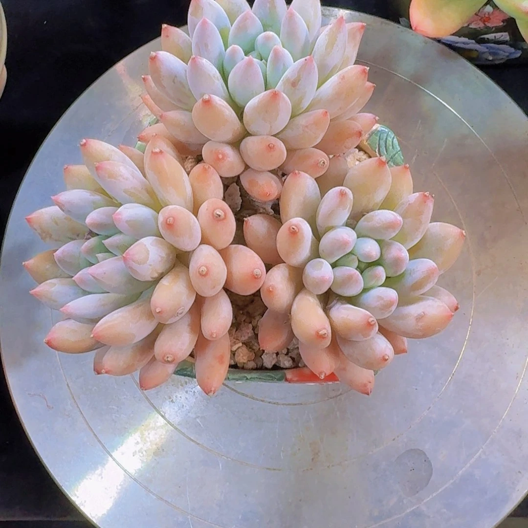 所罗门小老桩多肉一物一拍