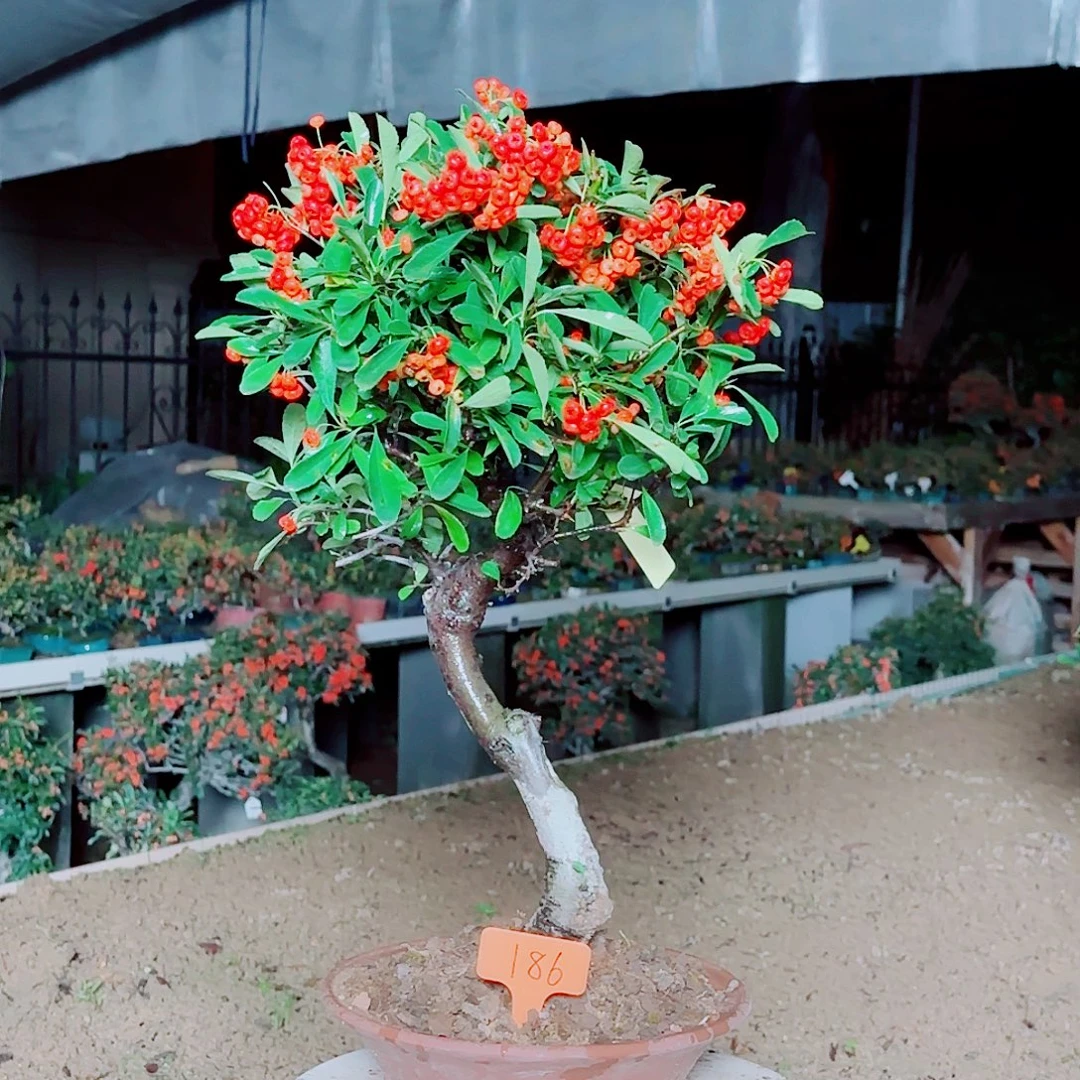 跃***好无花朵火棘吉祥果大盆栽