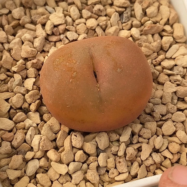 19529吕氏母本一颗