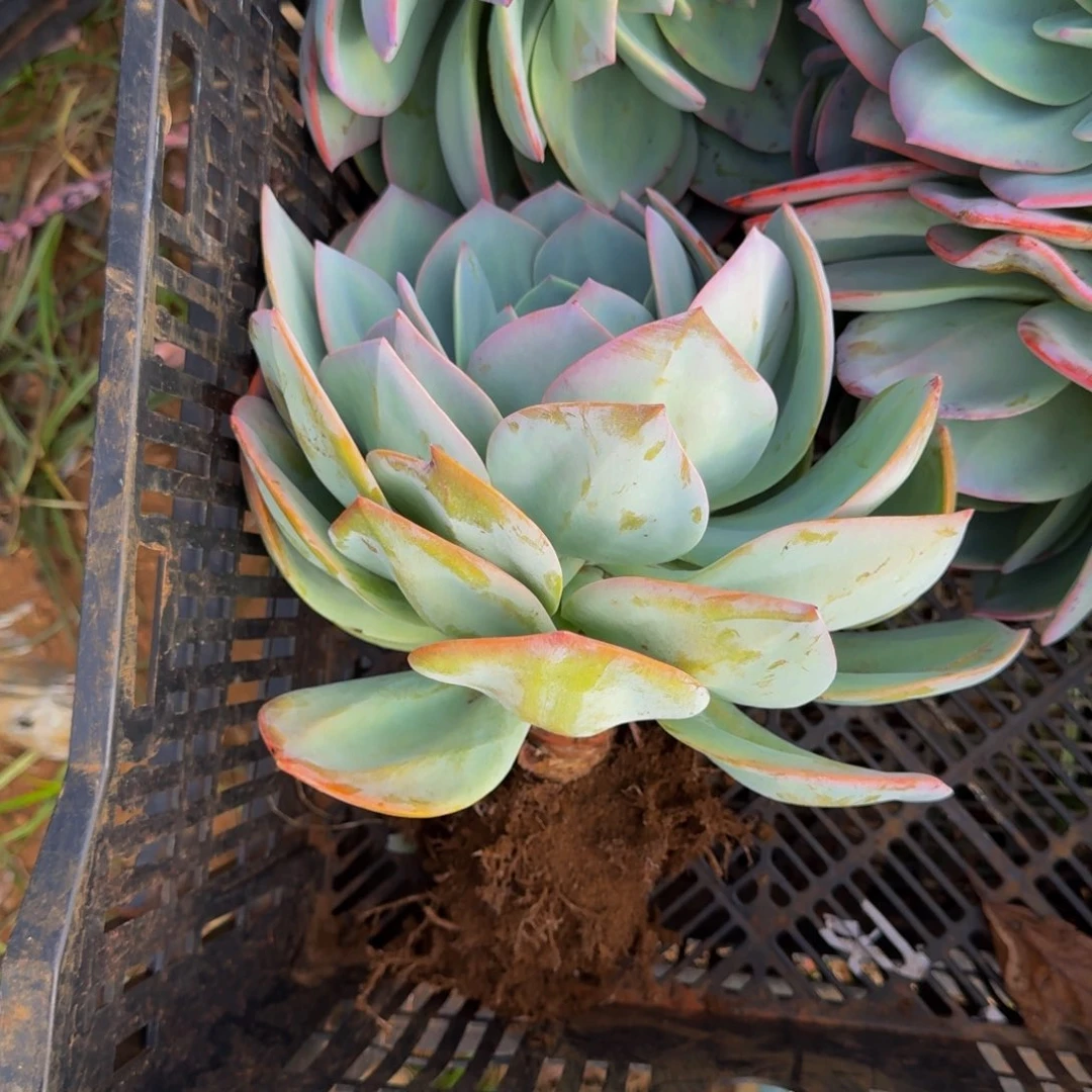 刘***姐血凤 一颗 不包损30号