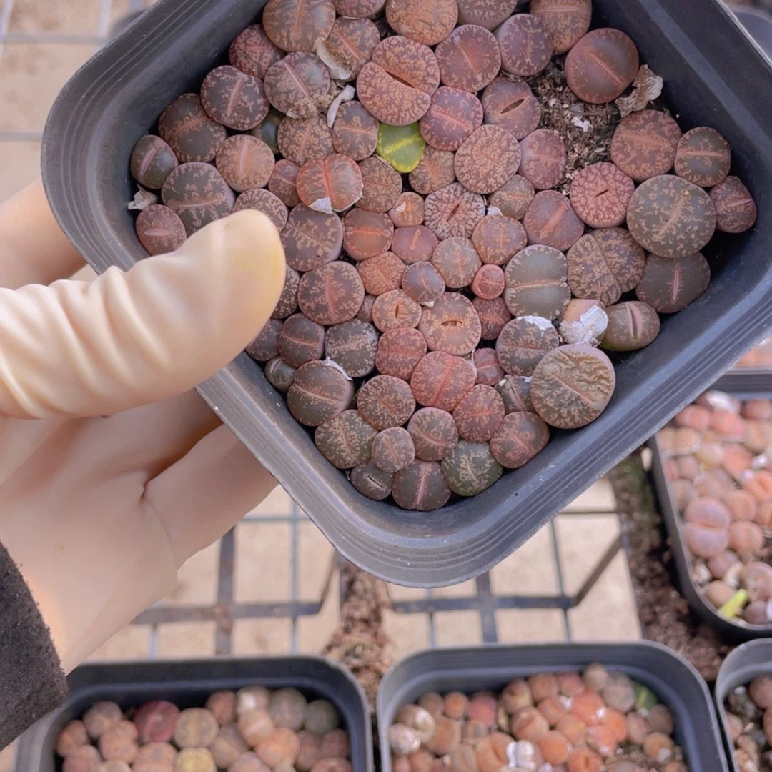 一盒紫熏88888888888