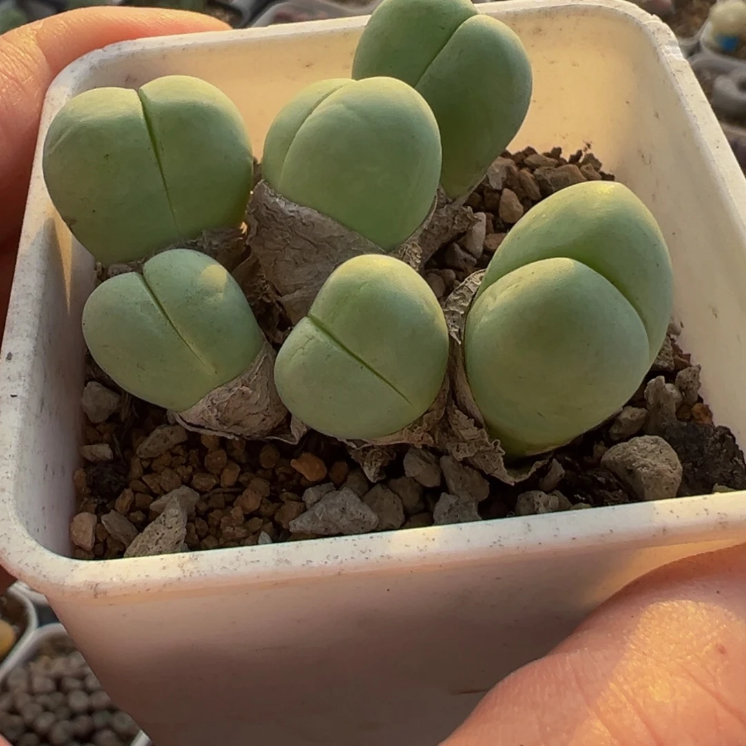 粉拳头多肉植物百科