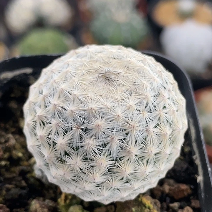 白鸟实生仙人球