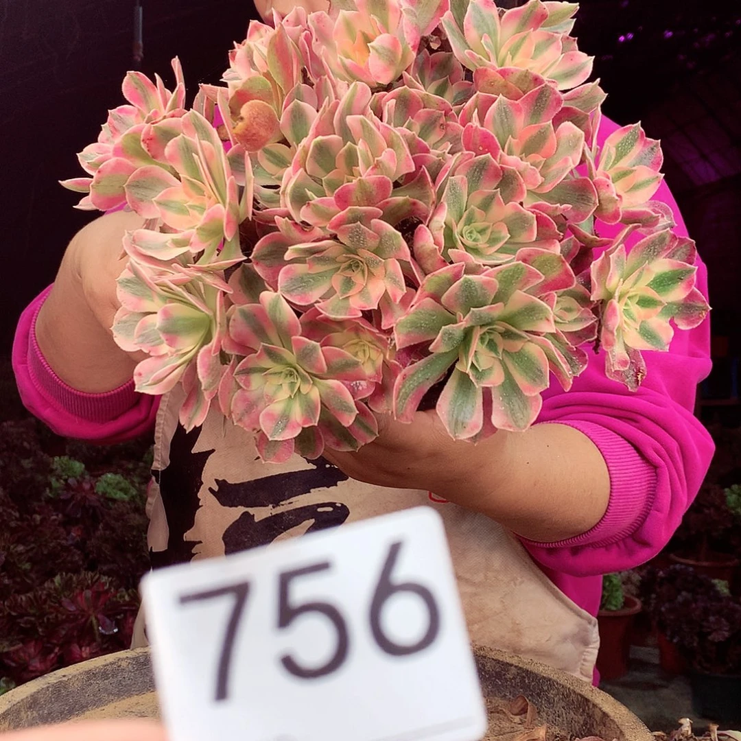 柒柒精品多肉脱土发货不包断侧枝处理756