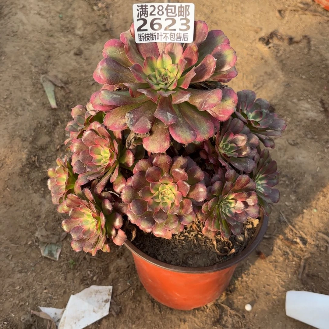 M. 2623舞天姬多肉。cad