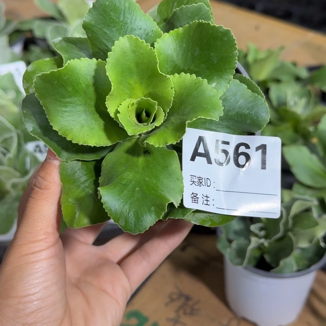 ?****爱一物一拍  耳叶A561