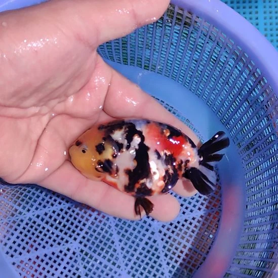 金鱼116兰寿一条  两条起顺丰包邮