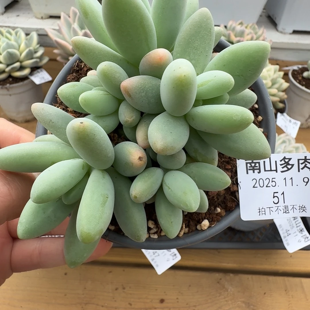 五头白兰地1111109-51