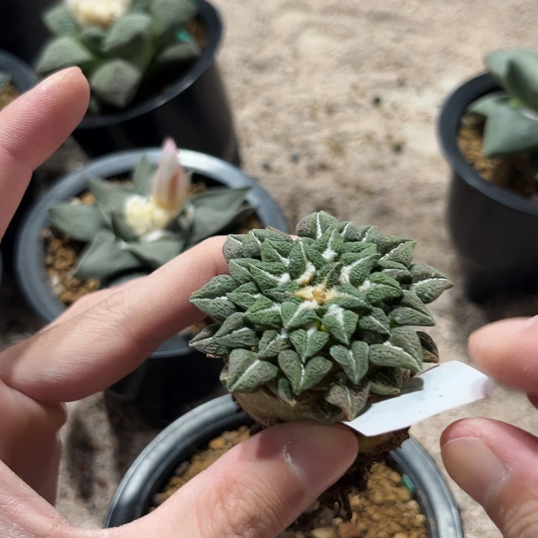 5号自根大尤姬牡丹福利