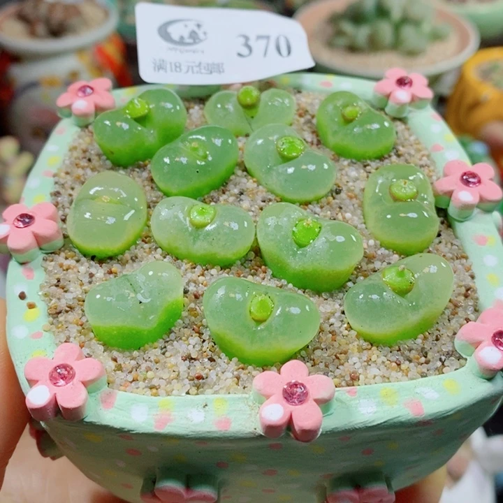 生石花花花花花花花花370