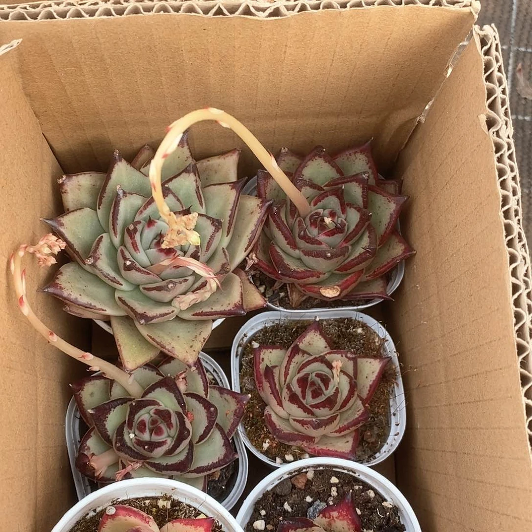 6个乌木 9.9包邮 5181